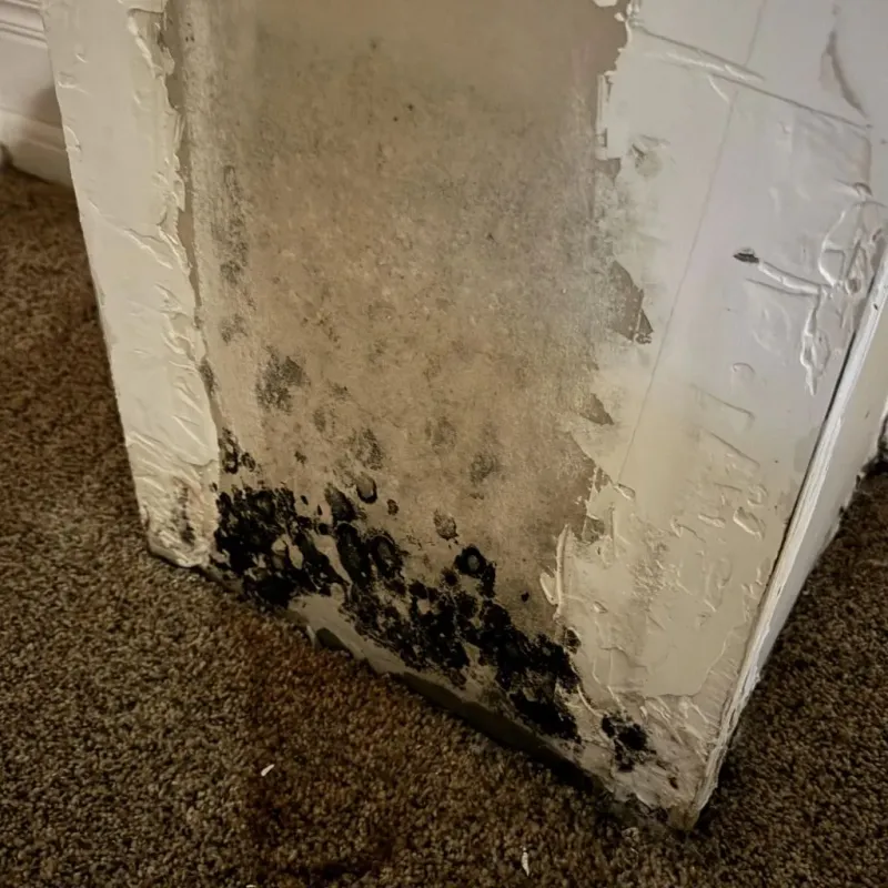 Professional Mold Removal in Marietta, GA